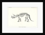 ‘Triceratops prorsus’ by Unknown